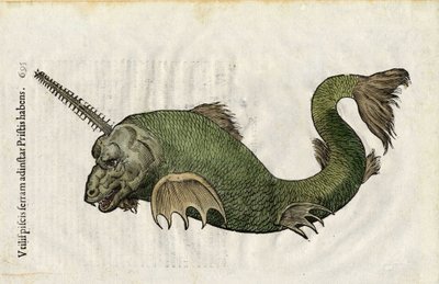 Fisk såg (Pristis) i "Ulyssis Aldrouandi... De piscibus libri V et de cetis lib. vnus/Ioannes Cornelius Vteruerius... collegit; Marc. Antonius Bernia in lucem restituit... ", handlar om Ulisse Aldrovandis (1522-1605) naturhistoria. Bologna av Unbekannter Künstler