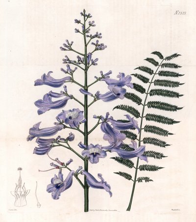 Flamboyant blue eller oyster tree - Trinidad ormbunksträd, Jacaranda mimosifolia (Ovalbladig jacaranda, Jacaranda ovalifolia). Handkolorerat kopparstick av Weddell efter en illustration av John Curtis från Samuel Curtis "Botanical Magazine", Londo av Unbekannter Künstler