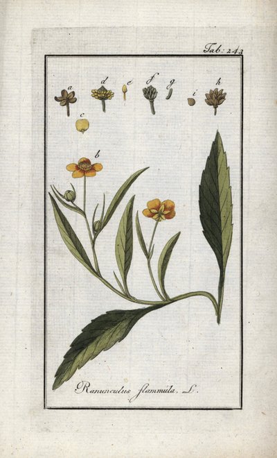 Flammig smörblomma eller liten vallgrav eller liten flamma (Ranunculus flammula). Litografi från "Afbeelding der Artseny-Gewassen" av Johannes Zorn (1739-1799), Nederländerna av Unbekannter Künstler