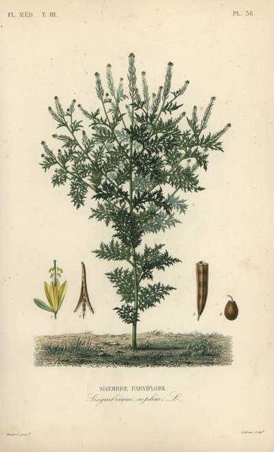 Flixweed, ört-Sophia eller refansenap, Descuraina sophia, Sisymbrium sophia, Sisybre parviflore av Unbekannt