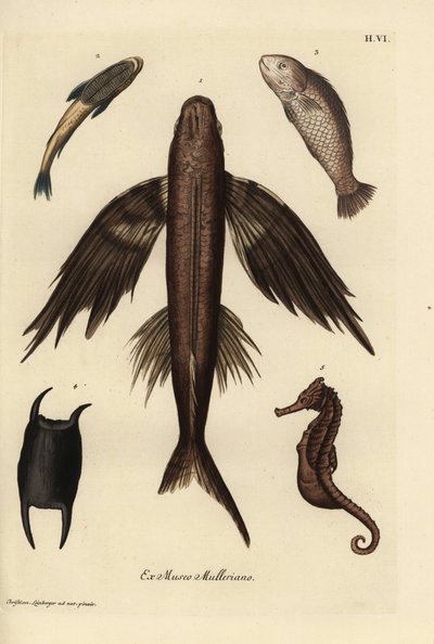 Flygfisk, Exocoetus volitans 1, sugfisk, Remora remora 2, barramundi, Lates calcarifer 3, fjäll 4, sjöhäst, Hippocampus species 5. Handkolorerat kopparstick efter en illustration av Christian Leinberger från Georg Wolfgang Knorrs Deliciae av Unbekannter Künstler