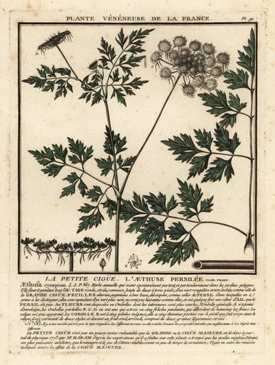 Dårpersilja, Aethusa cynapium. av Unbekannter Künstler