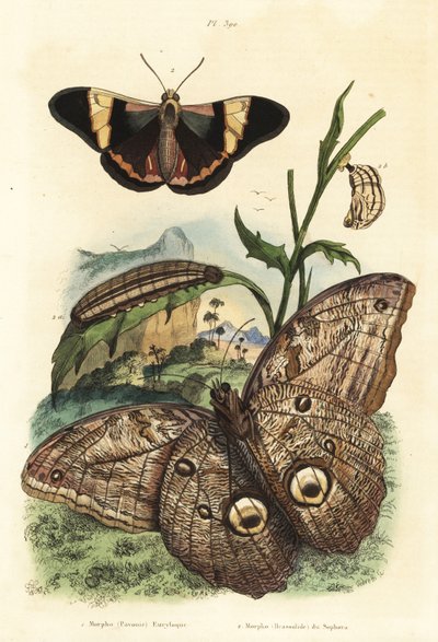 Skogsjätteugglefjäril, Caligo eurilochus 1 och Brassolis sophorae fjäril, puppa och larv 2 av Unbekannt