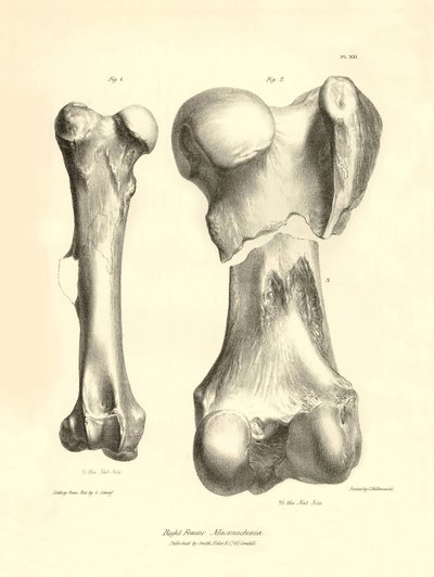 Fossila ben (femure) från det försvunna förhistoriska djuret Macrauchenia som beskrevs av Charles Darwin under hans expedition ombord på Beagle. Plansch från "The Zoology of the voyage of H.M.S. Beagle under befäl av kapten Fitzroy under åren 1832 av Unbekannter Künstler