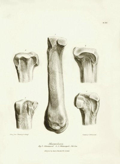 Fossila ben (metatarse och metacarp) från det försvunna förhistoriska djuret Macrauchenia som beskrevs av Charles Darwin under hans expedition ombord på Beagle. Plansch från "The Zoology of the voyage of H.M.S. Beagle under befäl av kapten Fitzroy under av Unbekannter Künstler