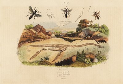 Fossilt skelett av en utdöd plesiosaurus 4 och getingar, Plesia art 1-3 av Unbekannt