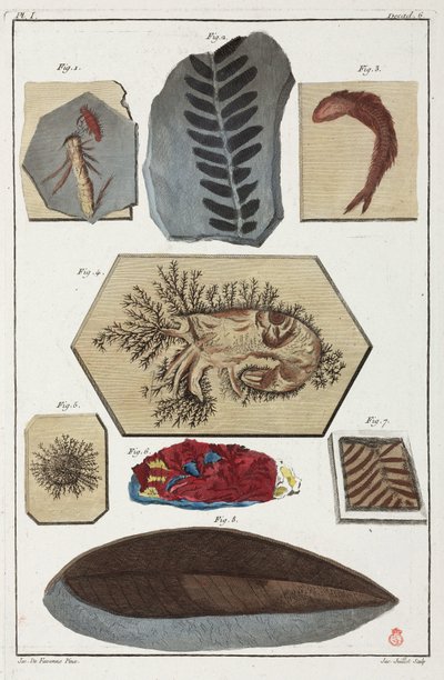 Fossiler, förhistoriska av Unbekannt