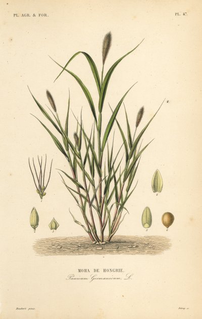 Foxtail hirs eller italiensk hirs, Setaria italica, Panicum germanicum, Moha de Hongrie av Unbekannt