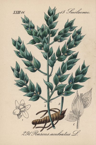 Fragon Falsk järnek eller Liten järnek - Slaktginst, Ruscus aculeatus. Handkolorerad litografi från Diederich von Schlechtendals tyska flora (Flora von Deutschland), Jena av Unbekannter Künstler