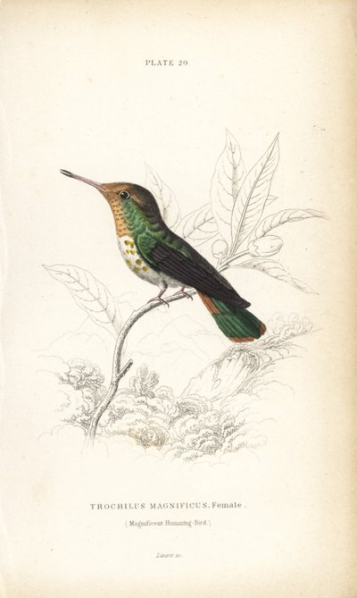 Frillad kokett, Lophornis magnificus, hona (Magnifik kolibri, Trochilus magnificus). Handkolorerad stålgravyr av William Lizars från Sir William Jardine