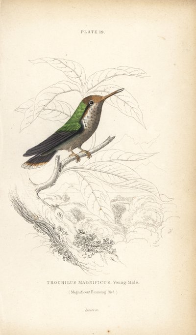 Frillad kokett, Lophornis magnificus, ung hane (Magnifik kolibri, Trochilus magnificus). Handkolorerad stålgravyr av William Lizars från Sir William Jardine