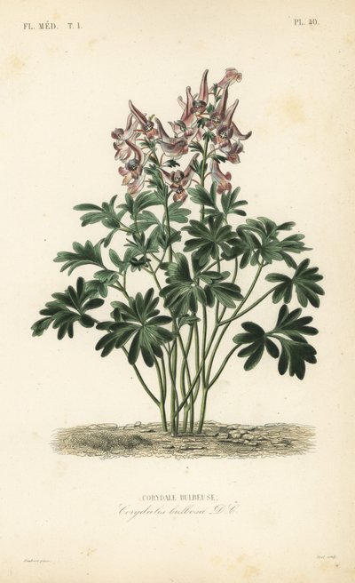Fumewort, Corydalis solida, Corydalis bulbosa, Corydale bulbeuse av Unbekannt