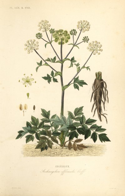 Trädgårdsängel eller vildselleri, Angelica archangelica, Archangelica officinalis, Angelique av Unbekannt