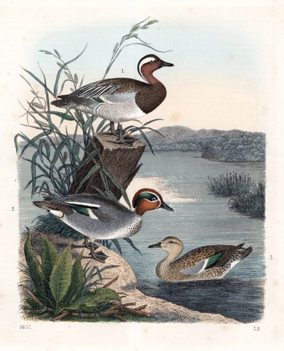 Garganay - sommar kricka - Anas querquedula 1, och vanlig kricka - vinter kricka - Anas crecca, hane 2, och hona 3. Handkolorerad litografi från Carl Hoffmanns Världsbok, Stuttgart av Unbekannter Künstler