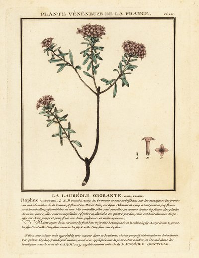 Garlandblomma, Daphne cneorum. av Unbekannter Künstler