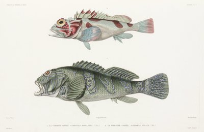 Jätte hökfisk och skorpionfisk av Unbekannter Künstler