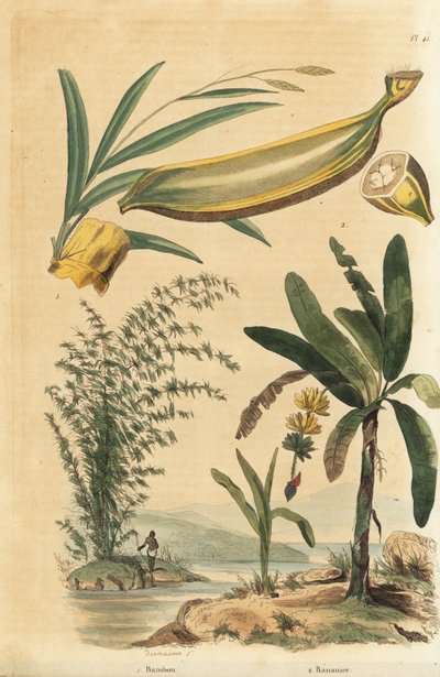 Jätte taggig bambuväxt, Bambusa bambos (Bambos arundinacea) och bananträd med frukt och tvärsnitt, Musa paradisiaca av Unbekannt