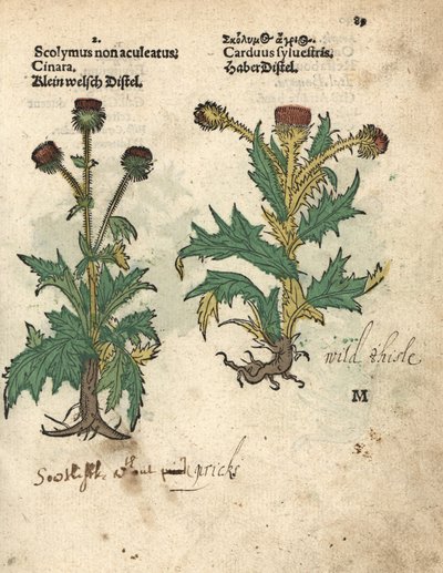 Kronärtskocka, Cynara cardunculus var. scolymus, och åkertistel, Carduus sylvestris. Handkolorerat träsnitt av en botanisk illustration från Adam Lonicers Krauterbuch, or Herbal, Frankfurt av Unbekannter Künstler