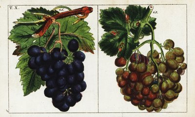 Druvsorter, Vitis vinifera. av Unbekannter Künstler