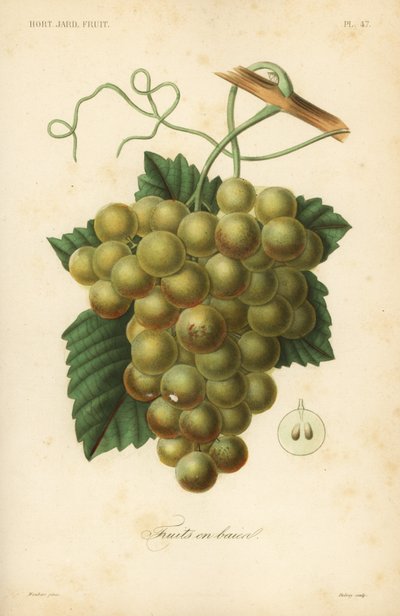 Vindruvor, Vitis vinifera av Unbekannt