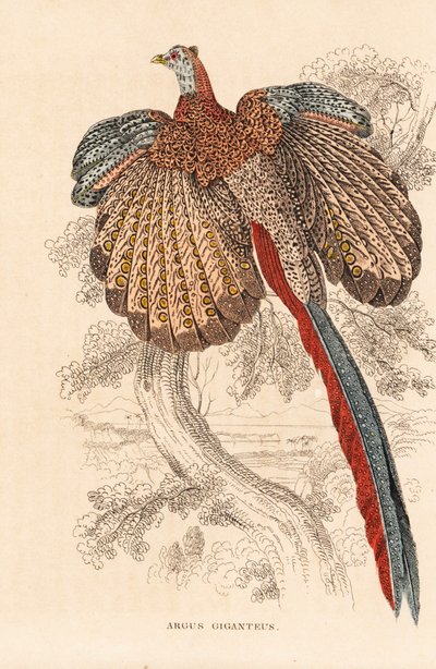 Stor argusfasan, Argusianus argus (Argus giganteus). Handkolorerad litografi från Georg Friedrich Treitschkes naturhistoriska galleri, Naturhistorischer Bildersaal des Thierreiches, Liepzig av Unbekannter Künstler