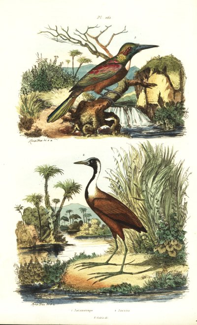 Stor jacamar, Jacamerops aureus och nordlig jacana, Jacana spinosa av Unbekannt
