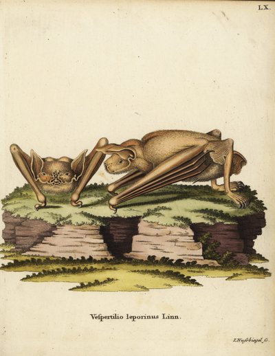 Större bulldoggfladdermus, Noctilio leporinus. Vespertilio leporinus Linn. Handkolorerat kopparstick av Johann Nussbiegel från Johann Christian Daniel Schrebers Animal Illustrations after Nature, eller Schrebers Fantastic Animals, Erlangen, Tyskland av Unbekannter Künstler