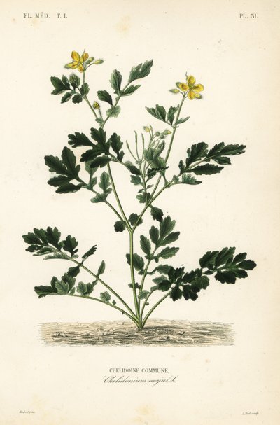 Svalört, Chelidonium majus, Chelidoine av Unbekannt