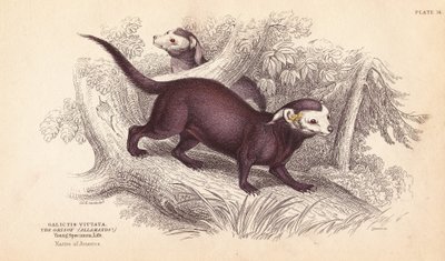 Större grison, Gallictis vittata. Handkolorerat stålgravyr av Lizars efter en illustration av Charles Hamilton Smith från William Jardine