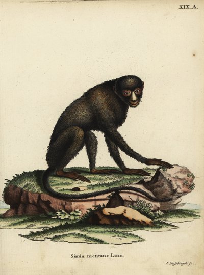 Stor fläcknosapa eller kittnosapa. Cercopithecus nictitans. Simia Nictitans Linn. Handkolorerat kopparstick av Johann Nussbiegel från Johann Christian Daniel Schrebers djurillustrationer efter naturen eller Schrebers Fantastic Anima av Unbekannter Künstler