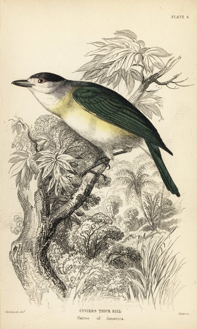 Grönryggig beckasiner, Pachyramphus viridis (Cuviers beckasiner, Pachyrhynchus cuvierii). Handkolorerat stålstick av William Lizars efter en illustration av William Swainson från Sir William Jardine