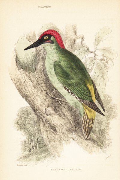緑のキツツキ、Picus viridis、木の上に腰掛け.1889年（彫刻）スウェーデン語 av Unbekannter Künstler