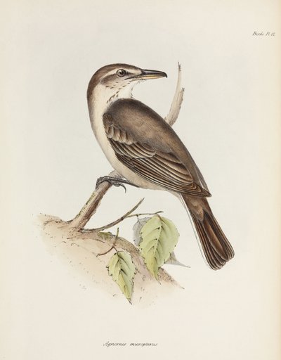 Gråmagad shrike-tyrann, c 1832-1836 av Unbekannt