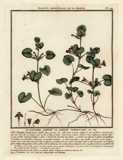 Markmurgröna, Glechoma hederacea. av Unbekannter Künstler