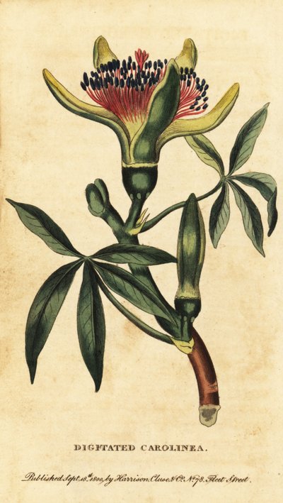 Guiana kastanj, Pachira aquatica. ,1800 (gravyr) av Unbekannter Künstler