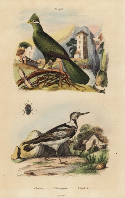 Guinea turco, Tauraco joint och Eurasian wryneck, Jynx torquilla av Unbekannt