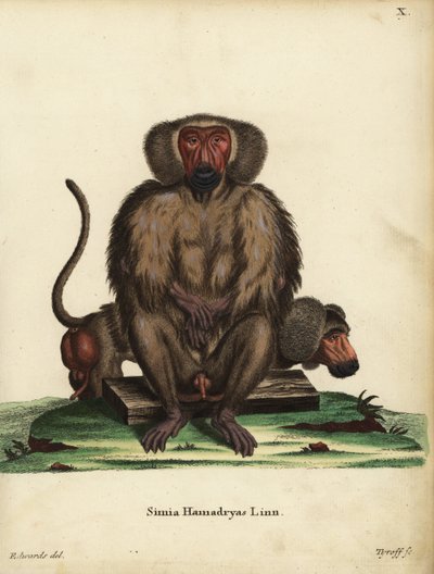 Hamadryas babian, Papio hamadryas. Simia hamadryas Linn. Handkolorerat kopparstick av Tyroff efter en illustration av George Edwards från Johann Christian Daniel Schreber