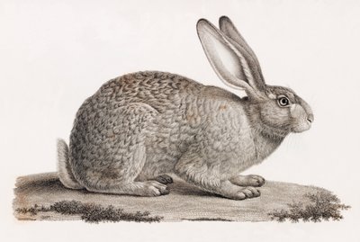 Hare från Egypten av Unbekannt