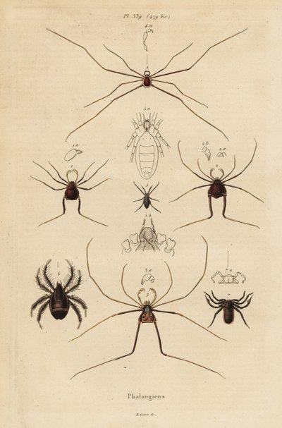Skördemän, skördare eller pappa långben, Opiliones-arter av Unbekannt