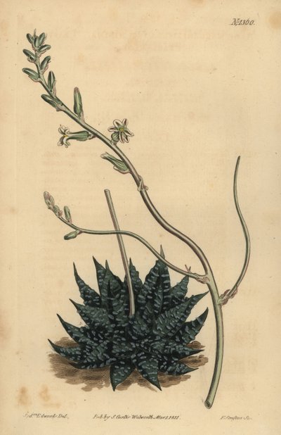 Haworthia minor eller Tulista minima (Minst pärlaloe, Aloe margaritifera minima) av Unbekannt