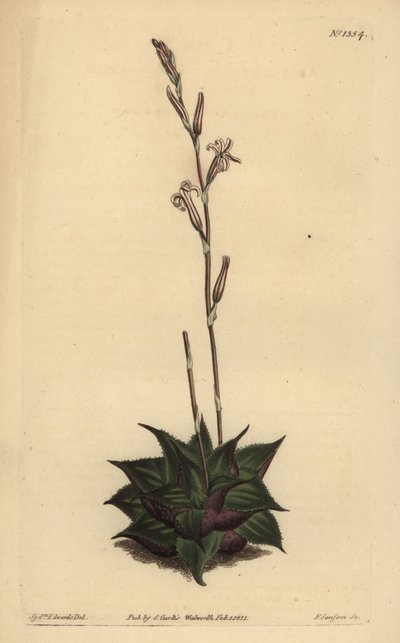 Haworthia mirabilis (Råbladig kuddealoe, Aloe mirabilis) av Unbekannt