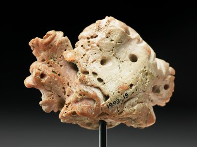 Huvud av Medusa, från Bactria eller Gandhara, 2:a-1:a århundradet f.Kr. (rosa korall) av Unbekannt