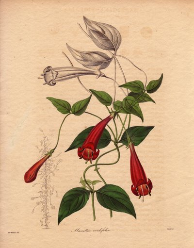 Hjärtblad manettie (Manettia cordifolia). Klätterväxt med ovalt och ljusgrönt bladverk och rikligt med röda rörformade blommor. Illustration av Augusta Innes Withers (1793-1877), i The Botanist, serie av Benjamin Maund i fem volymer, publicerad mellan av Unbekannter Künstler