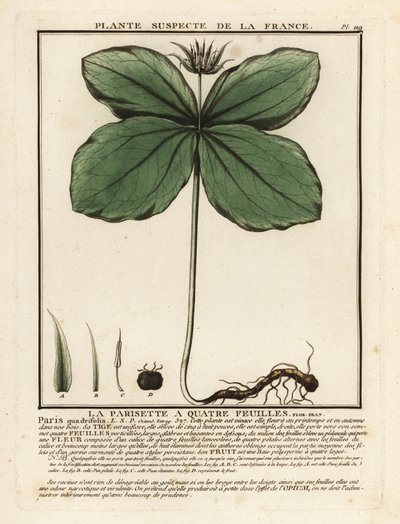 Ört-paris, Paris quadrifolia. av Unbekannter Künstler