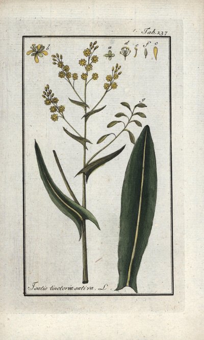 S:t Filips ört (Isatis tinctoria sativa). Litografi från "Afbeelding der Artseny-Gewassen" av Johannes Zorn (1739-1799), Nederländerna av Unbekannter Künstler