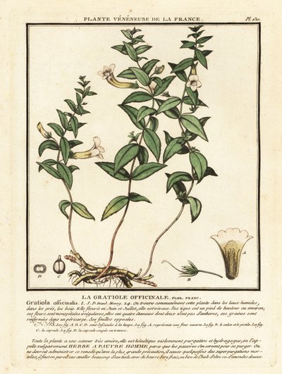 Nådens ört, Gratiola officinalis. av Unbekannter Künstler