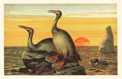 Hesperornis regalis, utdöd skarvliknande fågel.1908 (litografi) av Unbekannter Künstler