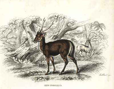 Svinhjort, Axis porcinus, utrotningshotad. Handkolorerad litografi av Gebhart från Georg Friedrich Treitschkes naturhistoriska galleri, Naturhistorischer Bildersaal des Thierreiches, Liepzig-1842. av Unbekannter Künstler