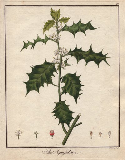 Holly. Färgat kopparstick, i Botanique Medicinale (publicerad i Berlin, Tyskland av Unbekannter Künstler