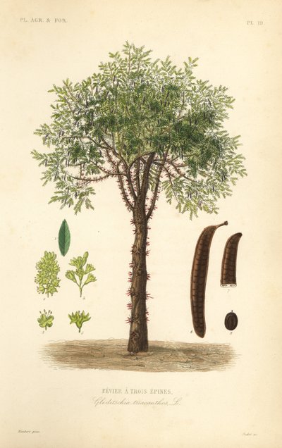Honungsgräshoppa eller taggiga gräshoppor, Gleditsia triacanthos, Gleditschia triacanthos, Fevier a trois epines av Unbekannt